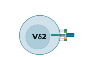 Vδ2 non-viral allogeneic platform