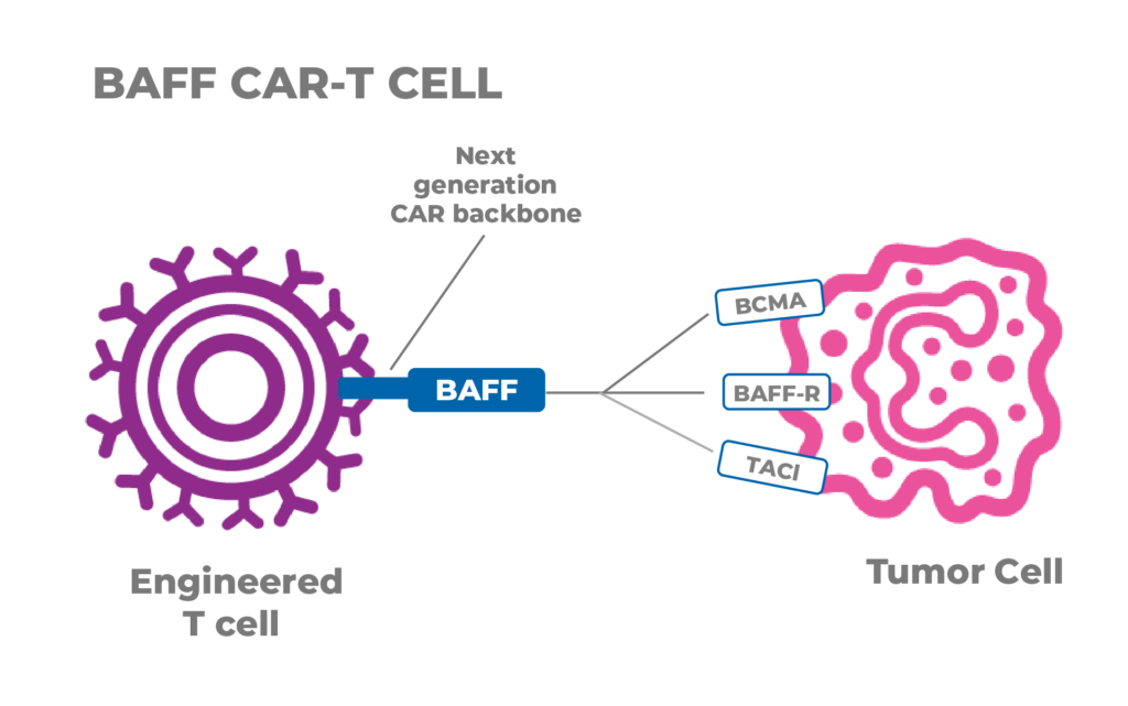 baff car-t cell baff cart-t cell diagram