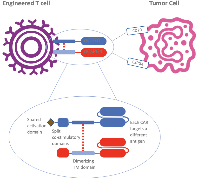 luminarytx-split-costim-dual-car