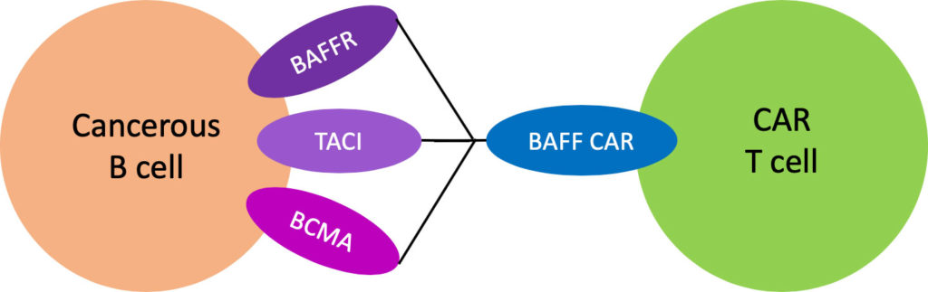 Luminary Tx proprietary B cell activating factor