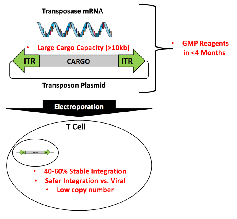transposase mRNA transposase mRNA