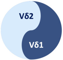 v-delta-t-cells